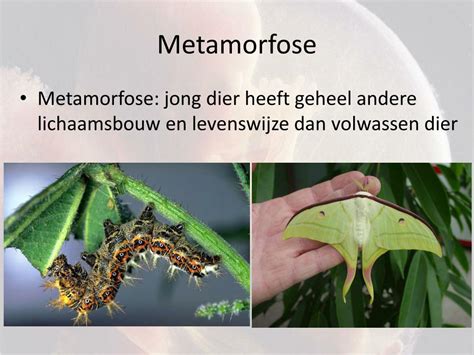 metamorfose betekenis.